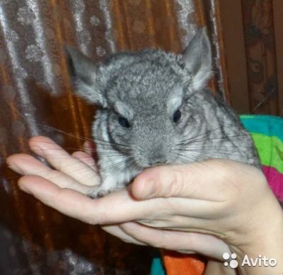 Лот: 4915707. Фото: 1. продам шиншилл, 4 месяца. Остальные животные