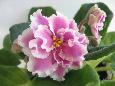 Лот: 2062093. Фото: 1. Лист фиалки сорта "Pink Dutchess... Горшечные растения и комнатные цветы