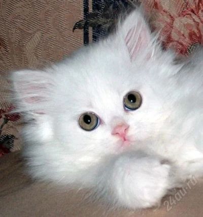 Лот: 1624249. Фото: 1. котятом нужен дом. Кошки, котята