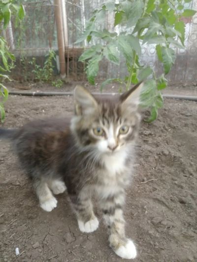 Лот: 14483504. Фото: 1. Котенок мальчик 3 мес. Кошки, котята