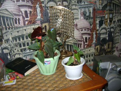 Лот: 19500585. Фото: 1. Цветок Антуриум. Горшечные растения и комнатные цветы
