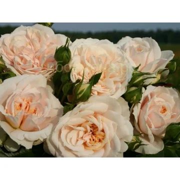 Лот: 3998243. Фото: 1. Роза Лионз (чай-гибр)(саженец). Другое (семена, рассада, садовые растения)