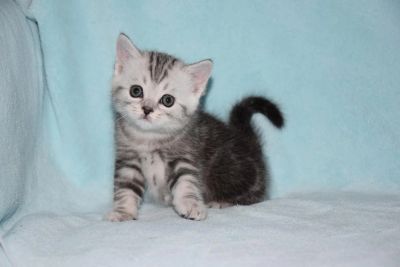 Лот: 8572915. Фото: 1. Котик с редким окрасом мрамор... Кошки, котята