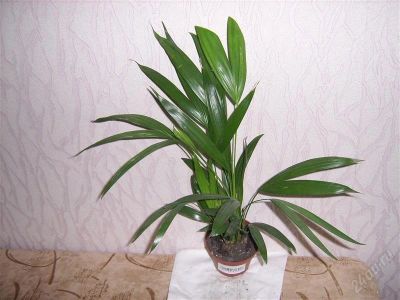 Лот: 894214. Фото: 1. пальма арека. Горшечные растения и комнатные цветы