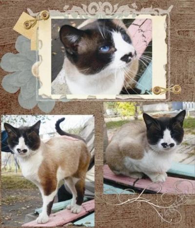 Лот: 828039. Фото: 1. замечательный кот. Остальные животные