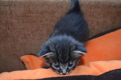 Лот: 3732203. Фото: 1. Котята (шикарная помесь!!!!!). Кошки, котята