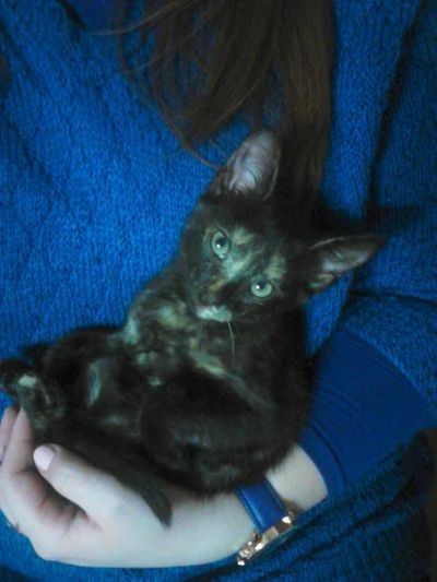 Лот: 6385695. Фото: 1. Кошечка! Очень милая=). Кошки, котята