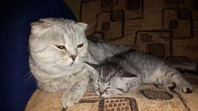 Лот: 8324232. Фото: 1. Котята. Шотландцы. Вислоухие и... Кошки, котята