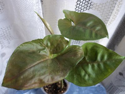 Лот: 1572631. Фото: 1. Сингониум Плюм Аллисон Syngonium... Горшечные растения и комнатные цветы