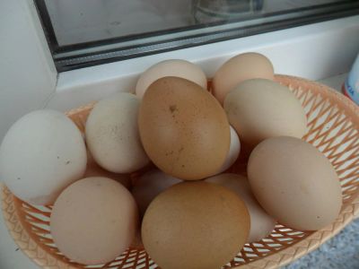 Лот: 7824004. Фото: 1. яйцо домашнее. Мясо, птица, яйцо