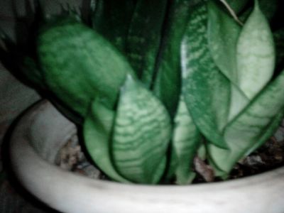 Лот: 6274529. Фото: 1. sansevieriya. Горшечные растения и комнатные цветы