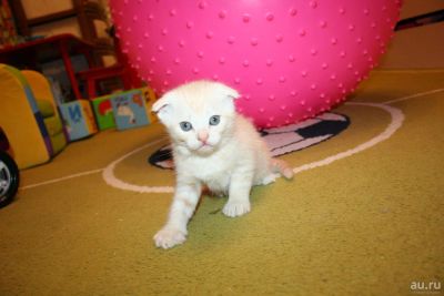 Лот: 9011241. Фото: 1. Шотландский вислоухий котенок. Кошки, котята