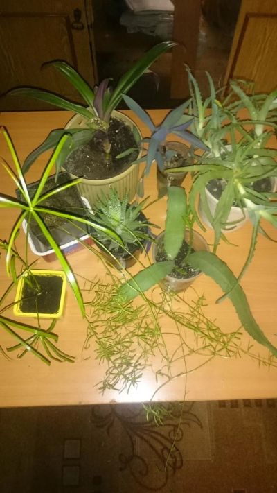 Лот: 11080704. Фото: 1. Куча цветов одним лотом. Горшечные растения и комнатные цветы