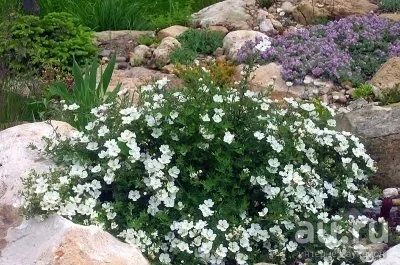 Лот: 9187018. Фото: 1. Potentilla f. 'Abbotswood'' Лапчатка... Другое (семена, рассада, садовые растения)