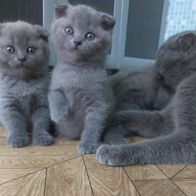 Лот: 5354513. Фото: 1. Шотландская вислоухая плюшевая... Кошки, котята