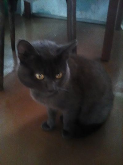 Лот: 14567135. Фото: 1. Котик 1 год кастрирован умный... Кошки, котята