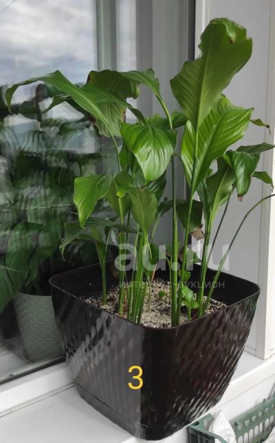 Лот: 25378435. Фото: 1. Спатифилум. Горшечные растения и комнатные цветы