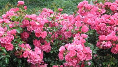 Лот: 13434707. Фото: 1. Роза Хейдетраум почвопокровная... Садовые цветы