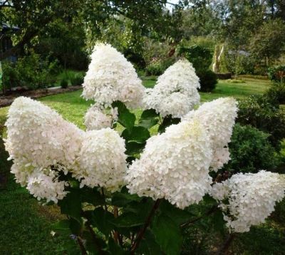 Лот: 17314809. Фото: 1. Гортензия Фантом. Декоративные кустарники и деревья