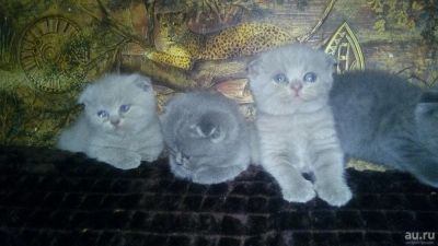 Лот: 13016284. Фото: 1. Шотландский плюшевый котёнок. Кошки, котята