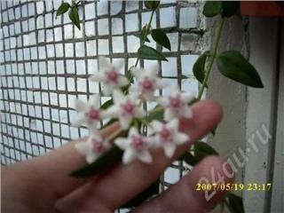 Лот: 85407. Фото: 1. Хойя отросток. Горшечные растения и комнатные цветы