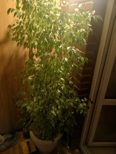 Лот: 20725092. Фото: 1. Фикус живой. Горшечные растения и комнатные цветы