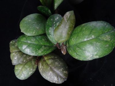 Лот: 16410249. Фото: 1. Хойя - Hoya Larisa, EPC-965. Горшечные растения и комнатные цветы