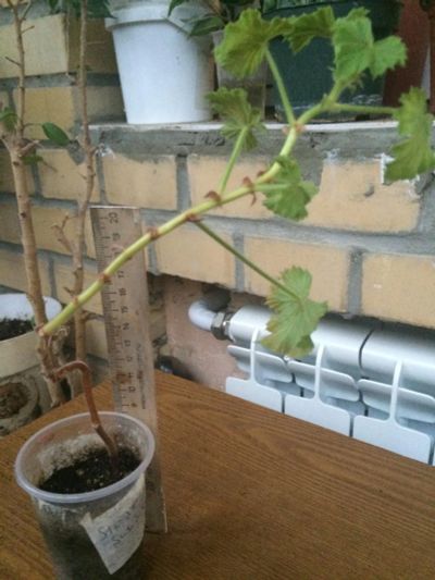 Лот: 7457919. Фото: 1. Пеларгония королевская. Strawberry... Горшечные растения и комнатные цветы