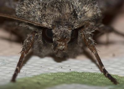 Лот: 3975910. Фото: 1. Макрообъектив olympus om zuiko... Объективы