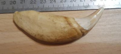 Лот: 11035540. Фото: 1. клык медведя большой 8,5см. амулет. Талисманы, амулеты, предметы для магии