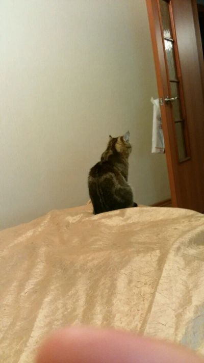 Лот: 7615671. Фото: 1. Кошка. Кошки, котята