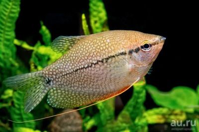 Лот: 13274476. Фото: 1. Гурами 8шт (Мраморные 4 и Жемчужные... Рыбки