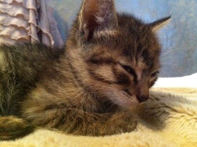 Лот: 7956887. Фото: 1. Отдам котенка в хорошие руки!. Кошки, котята