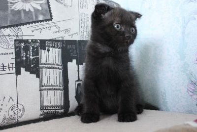Лот: 3153295. Фото: 1. Котенок шотландский вислоухий... Кошки, котята