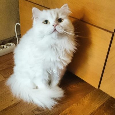 Лот: 7509302. Фото: 1. Срочно отдам кошку. Кошки, котята