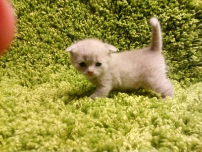 Лот: 11128309. Фото: 1. Шотландские вислоухие котята. Кошки, котята