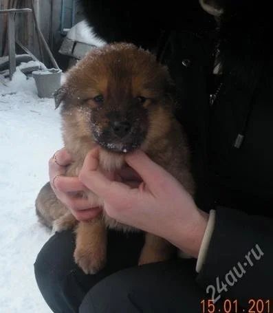 Лот: 1502357. Фото: 1. отдам щенков - помесь лайки! Осталось... Собаки, щенки