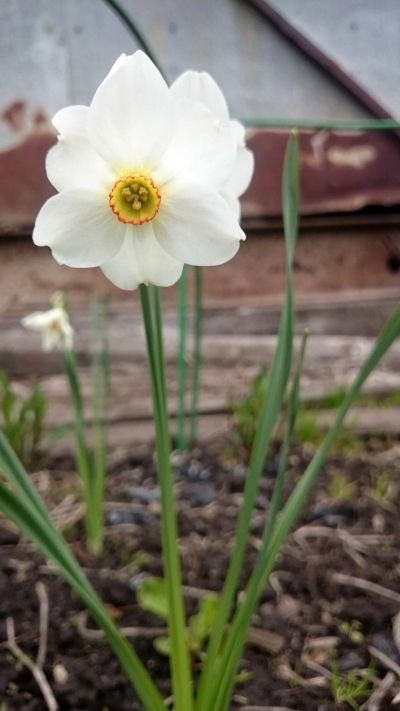 Лот: 11974804. Фото: 1. Нарцисс белый (обыкновенный) луковицы. Садовые цветы