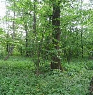 Лот: 1714060. Фото: 1. Земельный участок Пугачёво, 10... Земельные участки