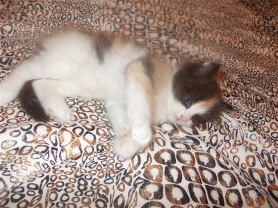 Лот: 2535683. Фото: 1. миленький котенок. Кошки, котята