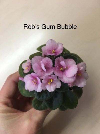 Лот: 12769890. Фото: 1. Мини фиалка Rob’s Gum Bubble... Горшечные растения и комнатные цветы