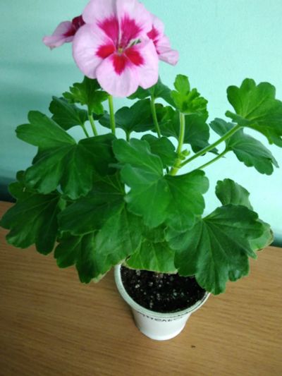 Лот: 15388820. Фото: 1. Пеларгония americana rose mega... Горшечные растения и комнатные цветы