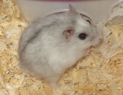 Лот: 3876145. Фото: 1. Хомяк Джунгарский (Джунгарики). Остальные животные