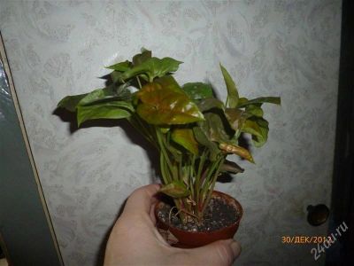 Лот: 2408477. Фото: 1. Сингониум. Горшечные растения и комнатные цветы