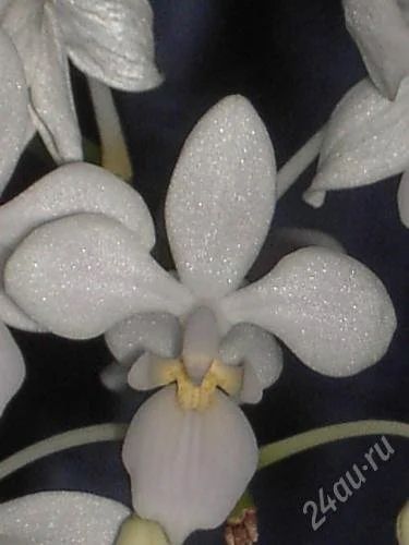 Лот: 1232475. Фото: 1. орхидея фаленопсис Альба. Горшечные растения и комнатные цветы