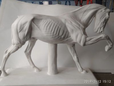 Лот: 13216857. Фото: 1. Анатомическая лошадь экорше. Скульптуры