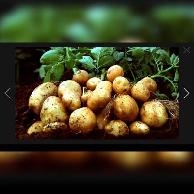 Лот: 8114598. Фото: 1. Картошка Едовая семенная очень... Картофель