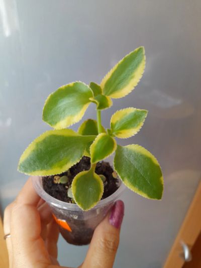 Лот: 15251283. Фото: 1. Крассула sarmentosa variegata. Горшечные растения и комнатные цветы