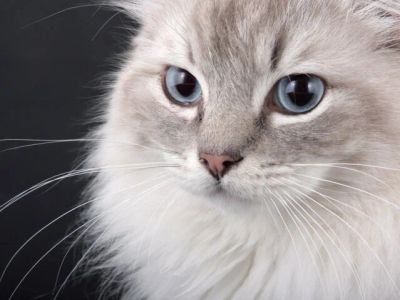 Лот: 10303552. Фото: 1. КОТёнок _ПУШистый_МАЛьчик. Кошки, котята