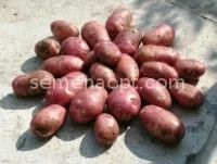 Лот: 5457083. Фото: 1. Картофель Альвара( Германия) вторая... Картофель